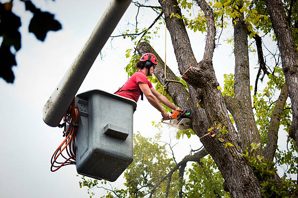 The Steps Involved in Our Tree Care Process in Fairfield Plantation, GA